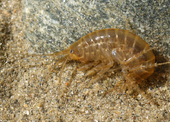 Bach-Flohkrebs (Gammarus pulex) - © Gernot Kunz